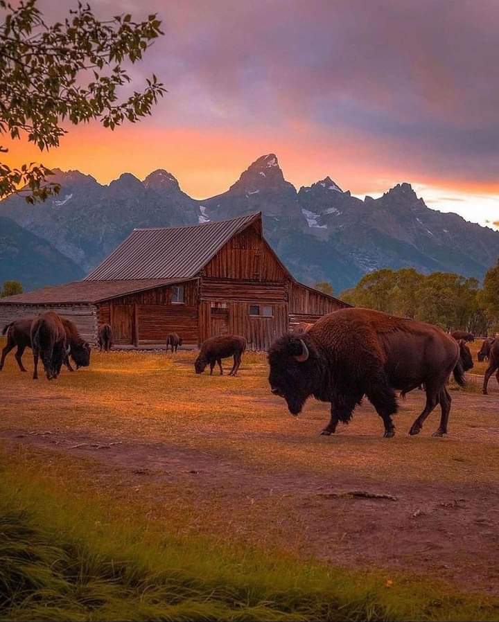 fall bison